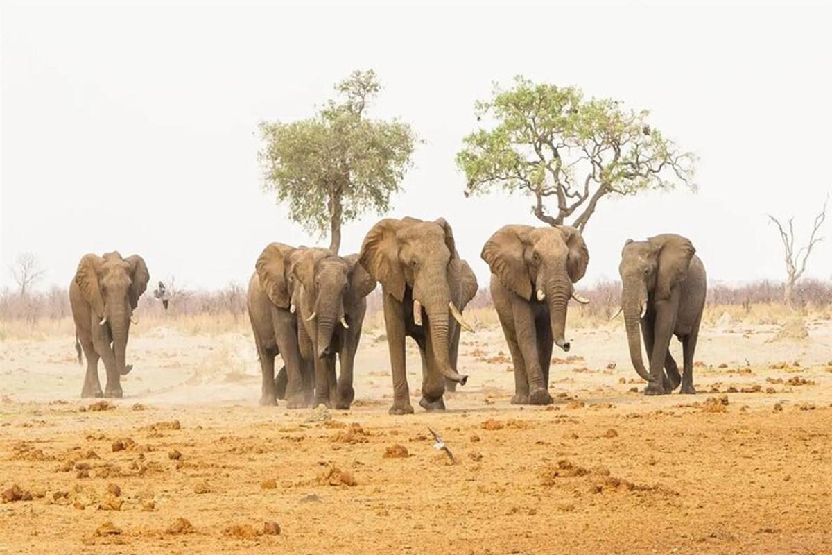kawanan gajah berjalan melintasi ladang tanah