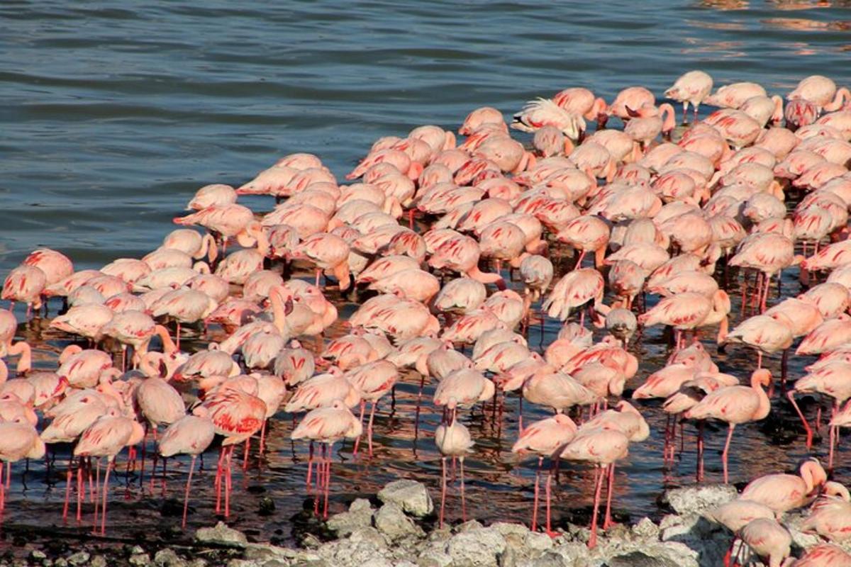 uno stormo di fenicotteri rosa in piedi nell'acqua