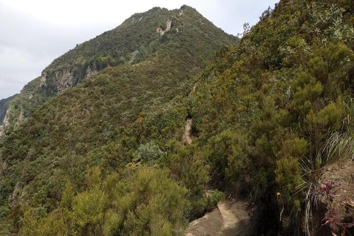 ein Berg mit vielen Bäumen darauf