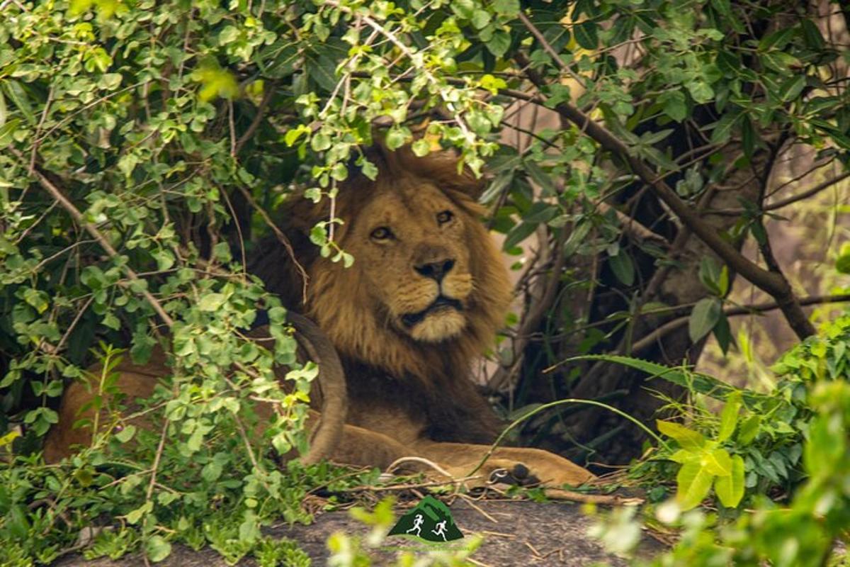 un león sentado a la sombra de un árbol