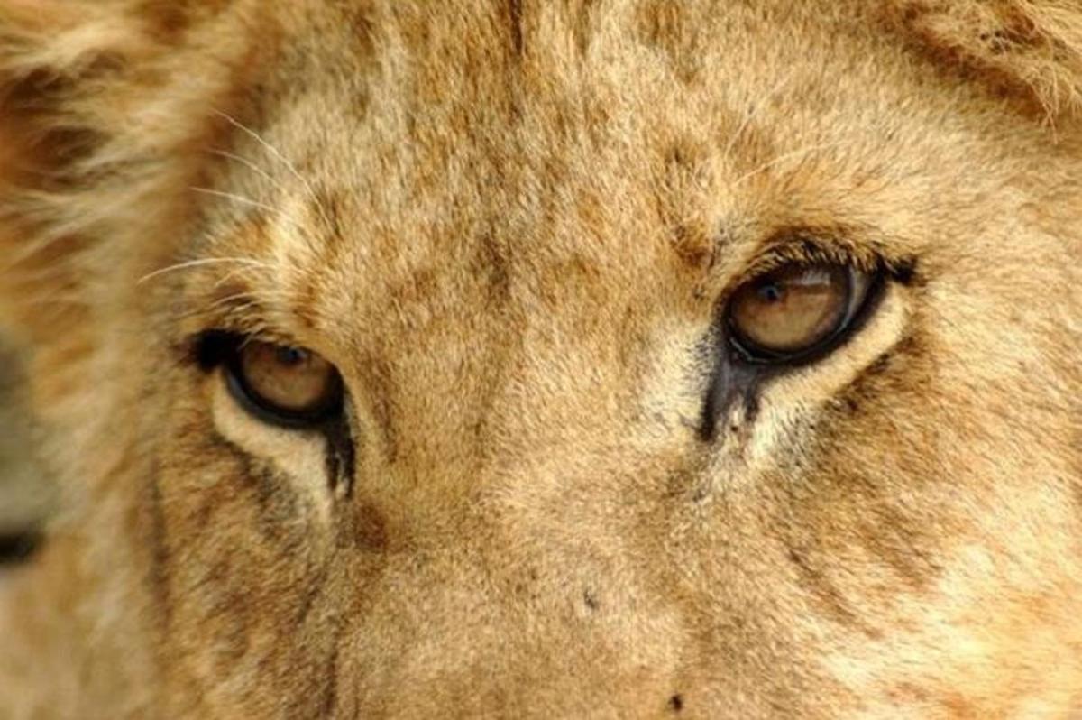 a close up of a lion looking at the camera