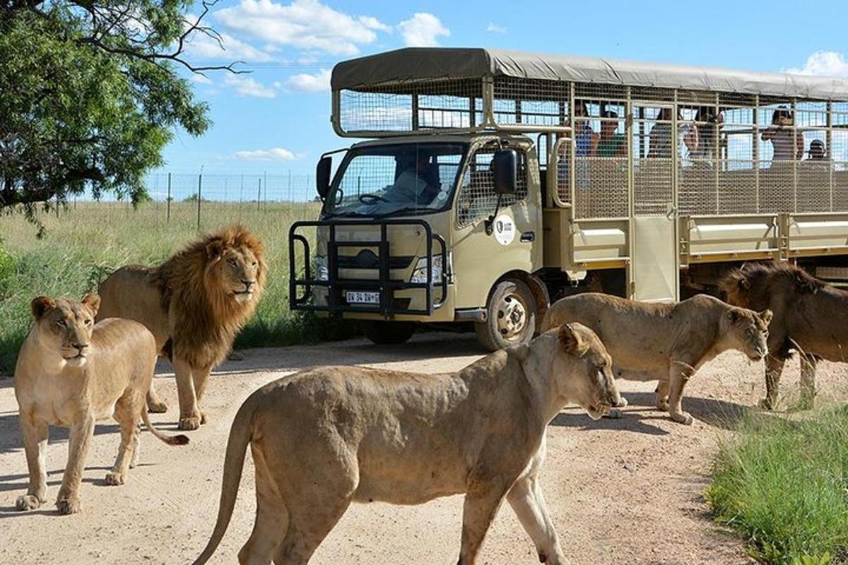a group of lions standing in front of a bus