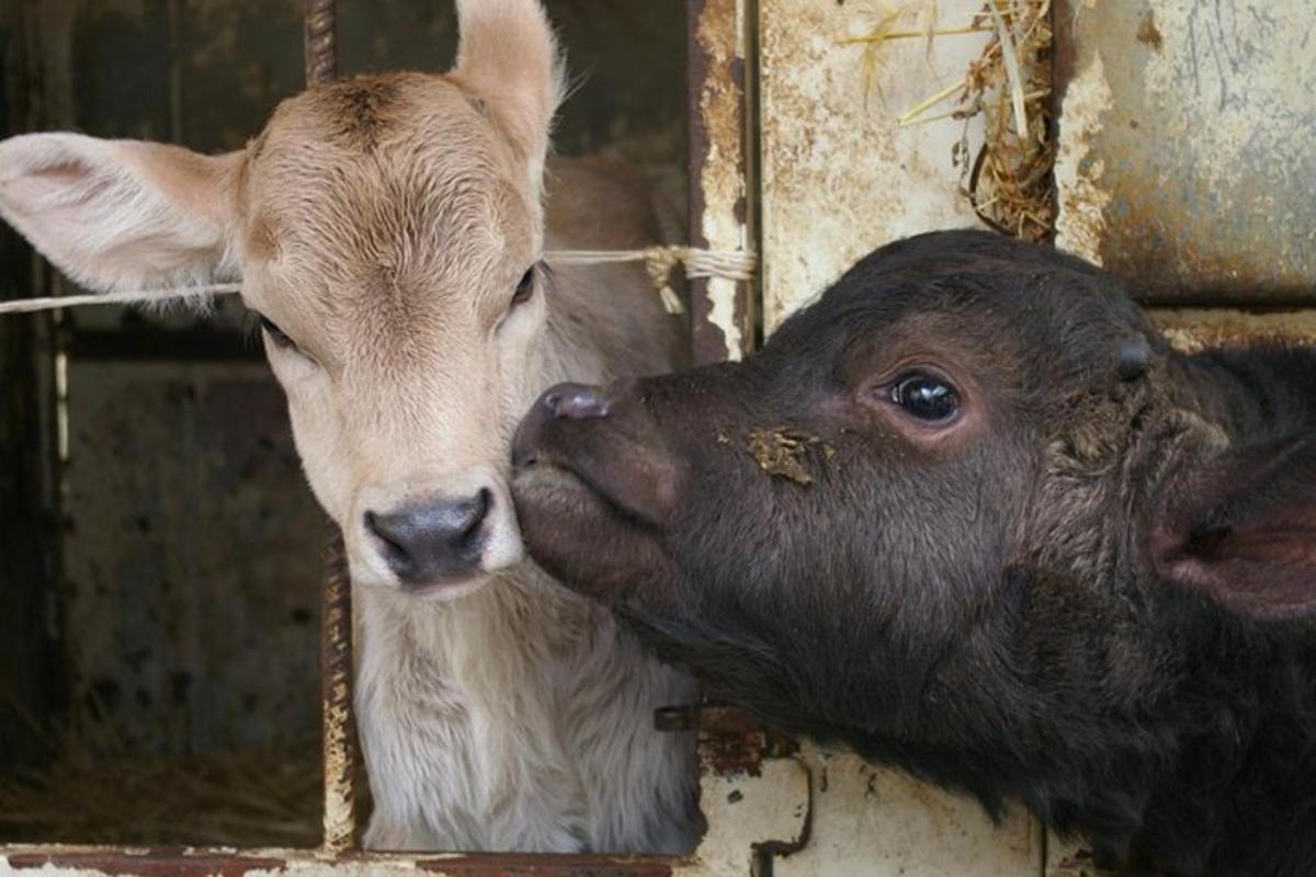 seekor lembu dan anak lembu berdiri bersebelahan