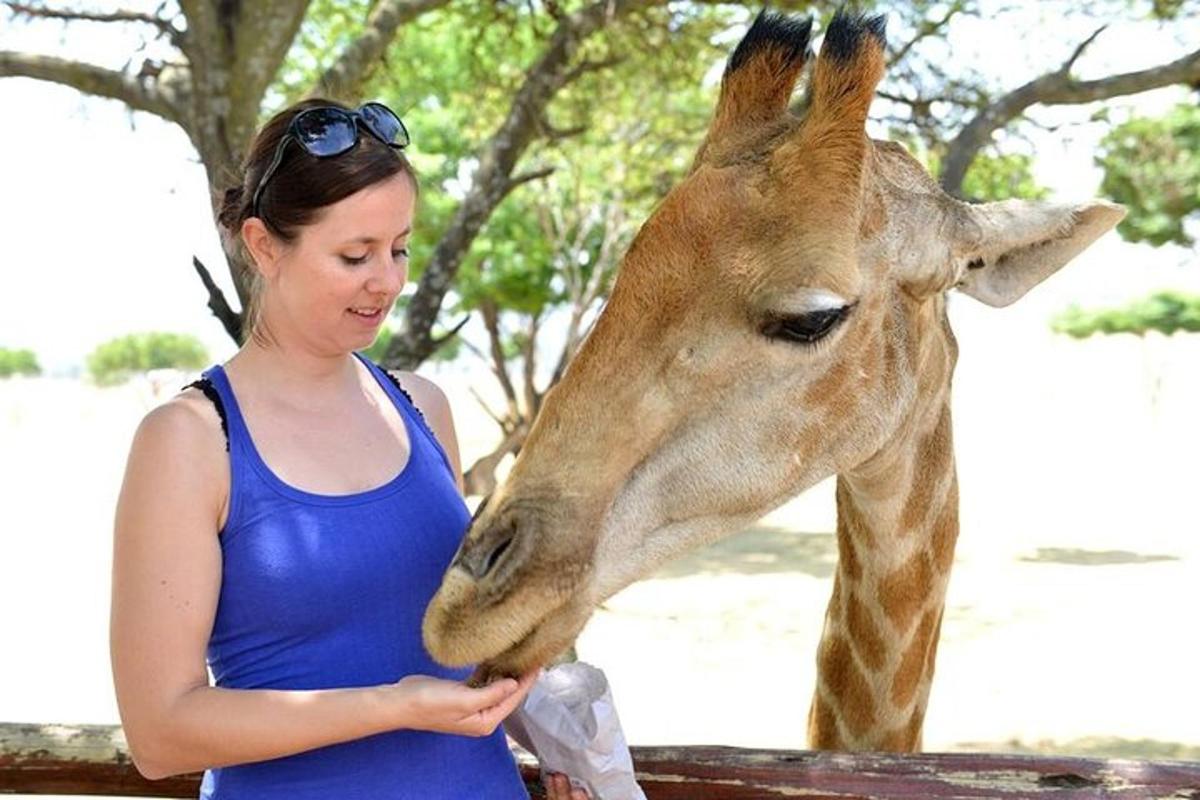 a giraffe standing next to a woman feeding a giraffe