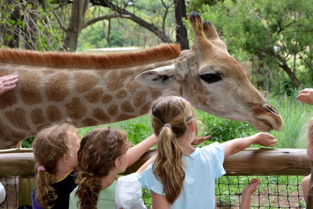 a group of children petting a giraffe at a zoo