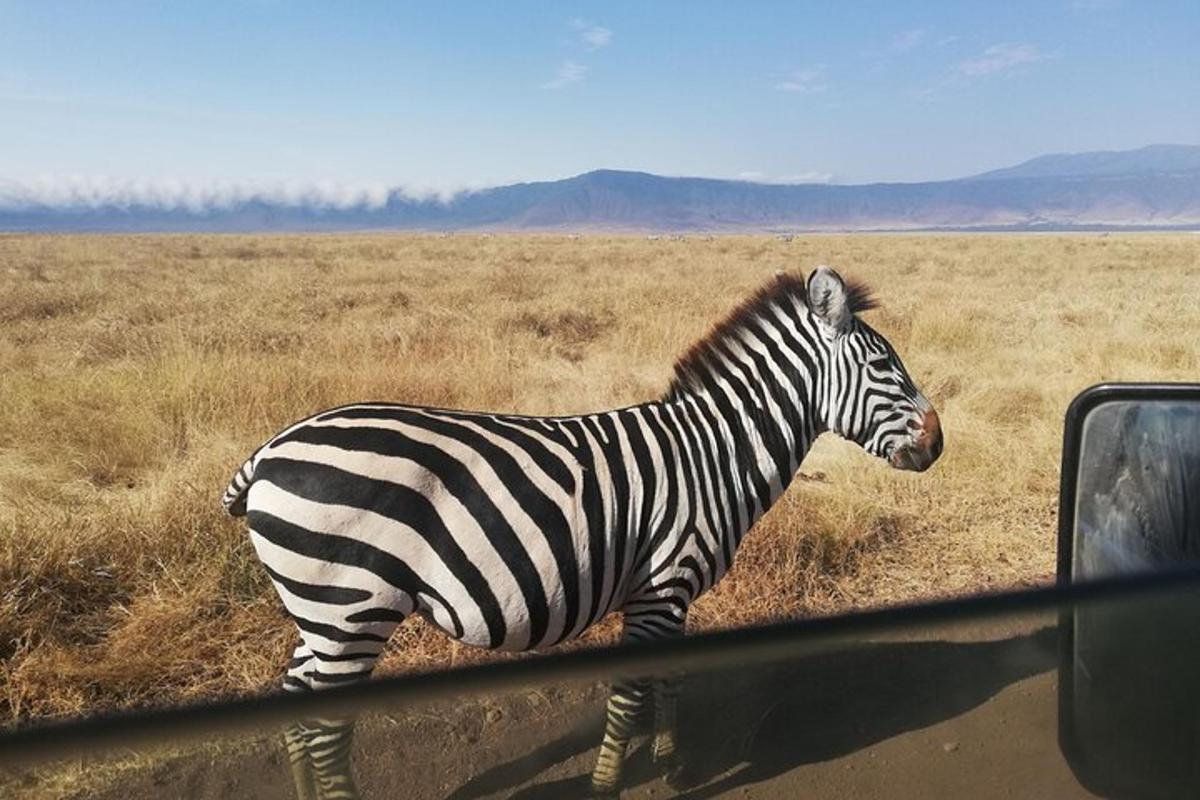 zebra stojící na poli vedle auta