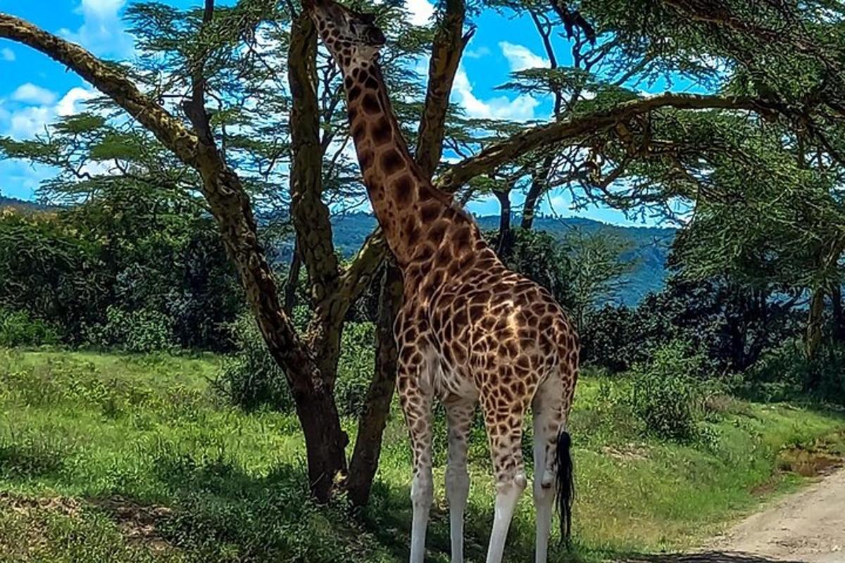 Una jirafa está parada junto a un árbol.