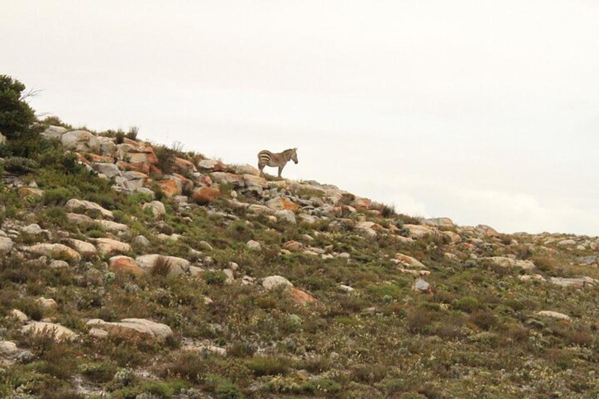 un cavallo in piedi sulla cima di una collina rocciosa