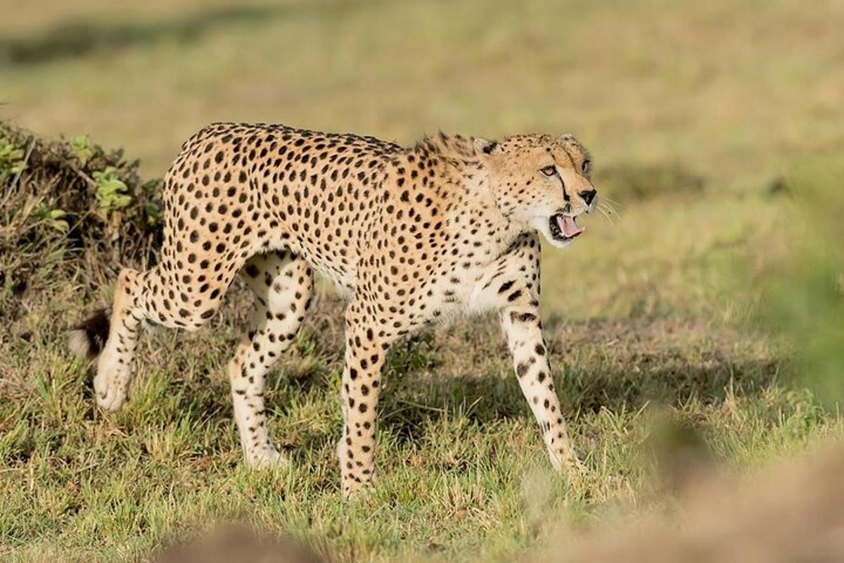 gepard stojící na poli s otevřenou tlamou