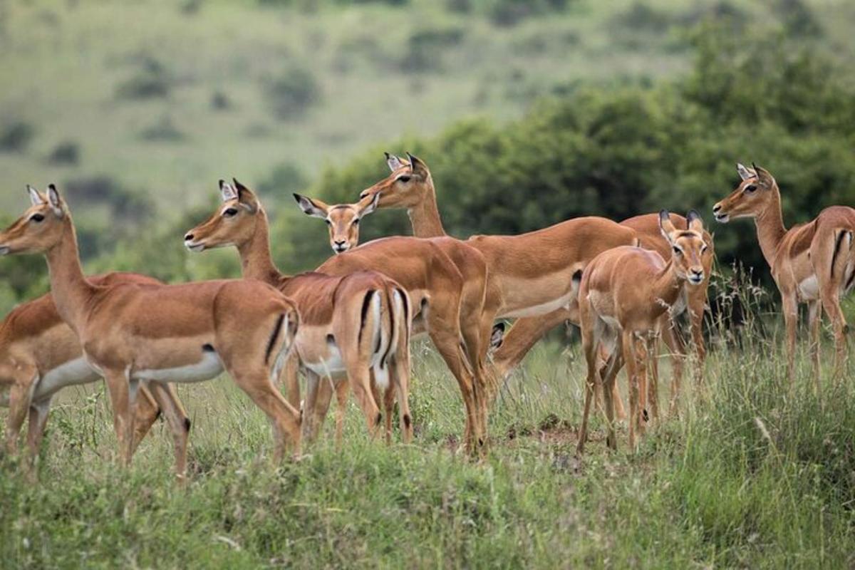 a group of deer standing in a field