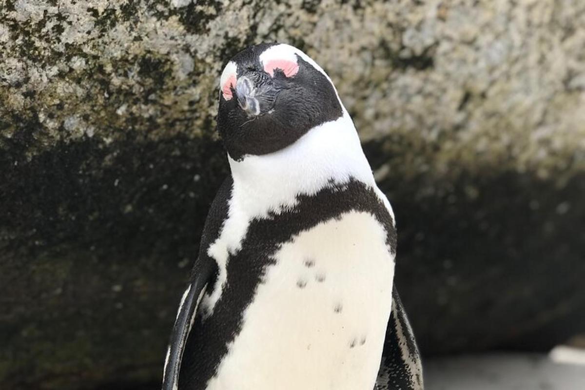 岩の横に立つ白黒のペンギン