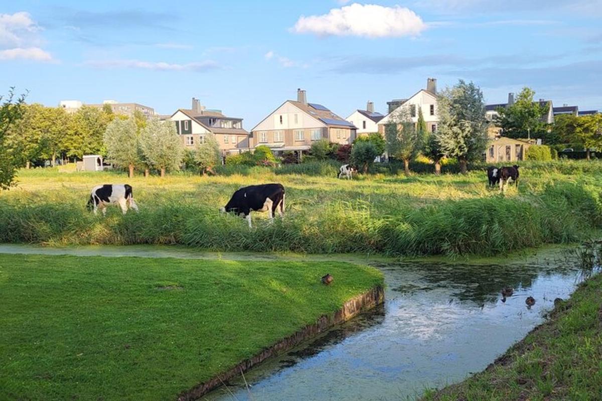 un gruppo di mucche al pascolo in un campo vicino a un fiume