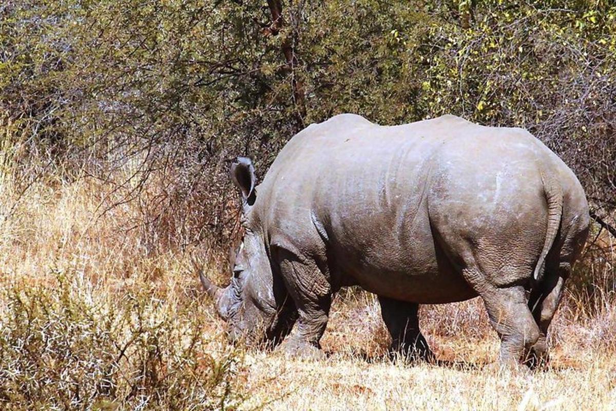un rinoceronte che cammina nell'erba in un campo