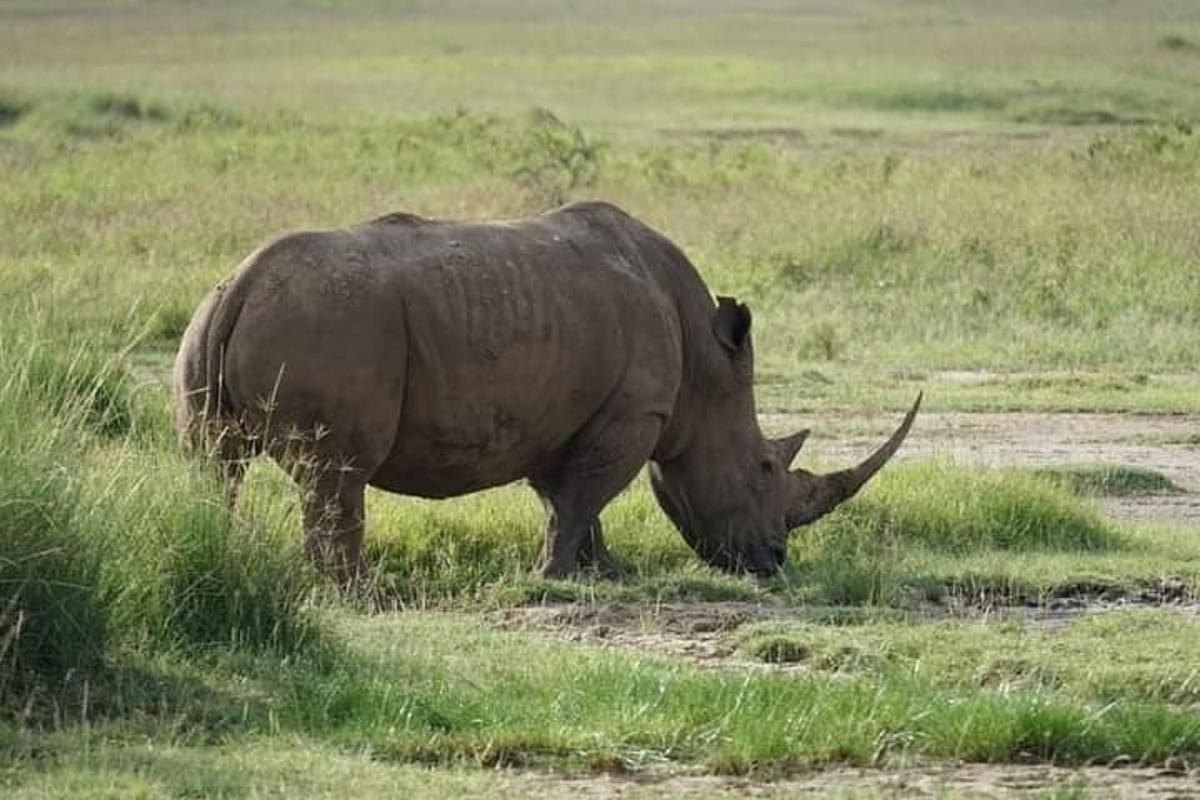 um rinoceronte pastando na grama de um campo