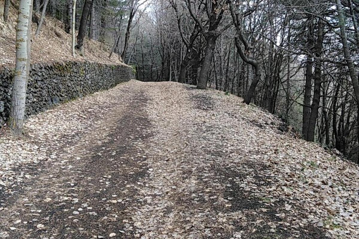prašná cesta uprostred lesa