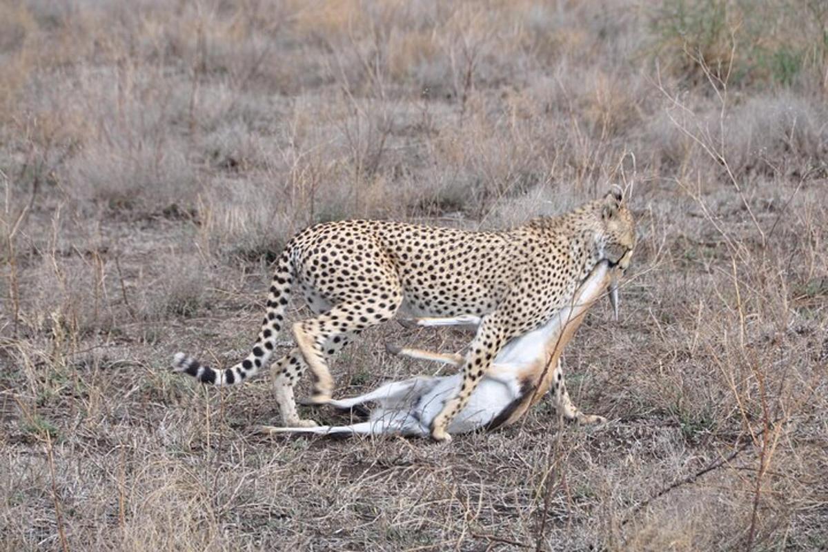 uma chita brincando com um animal morto em um campo