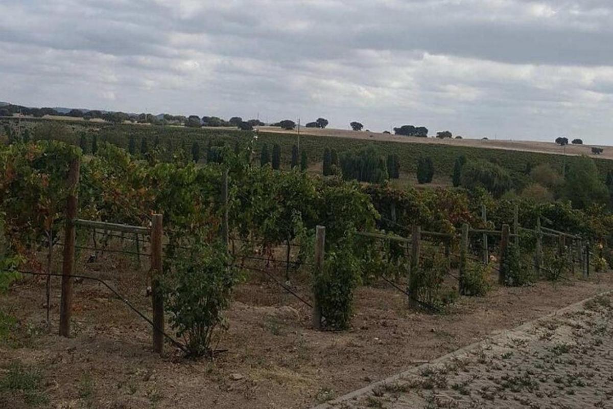 o vie cu un ciorchine de viță de vie