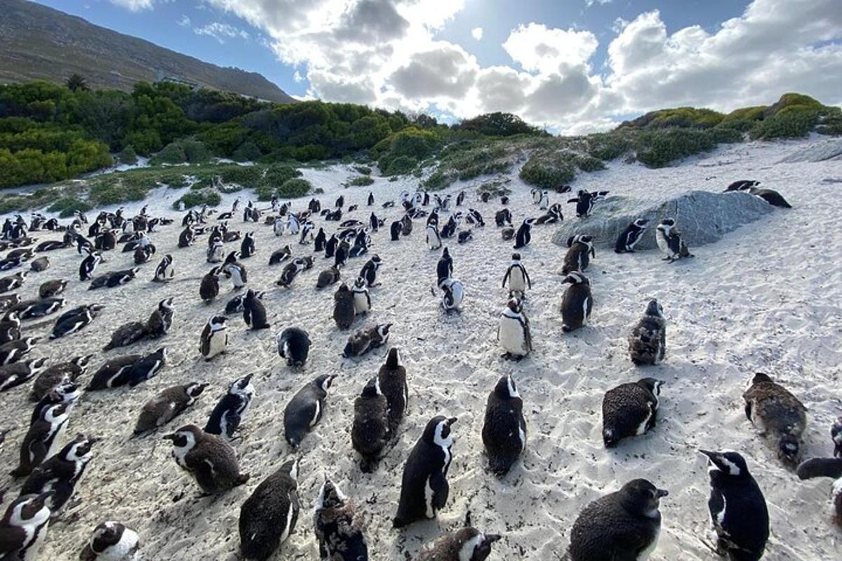 un gran grup de pingüins dempeus a la platja