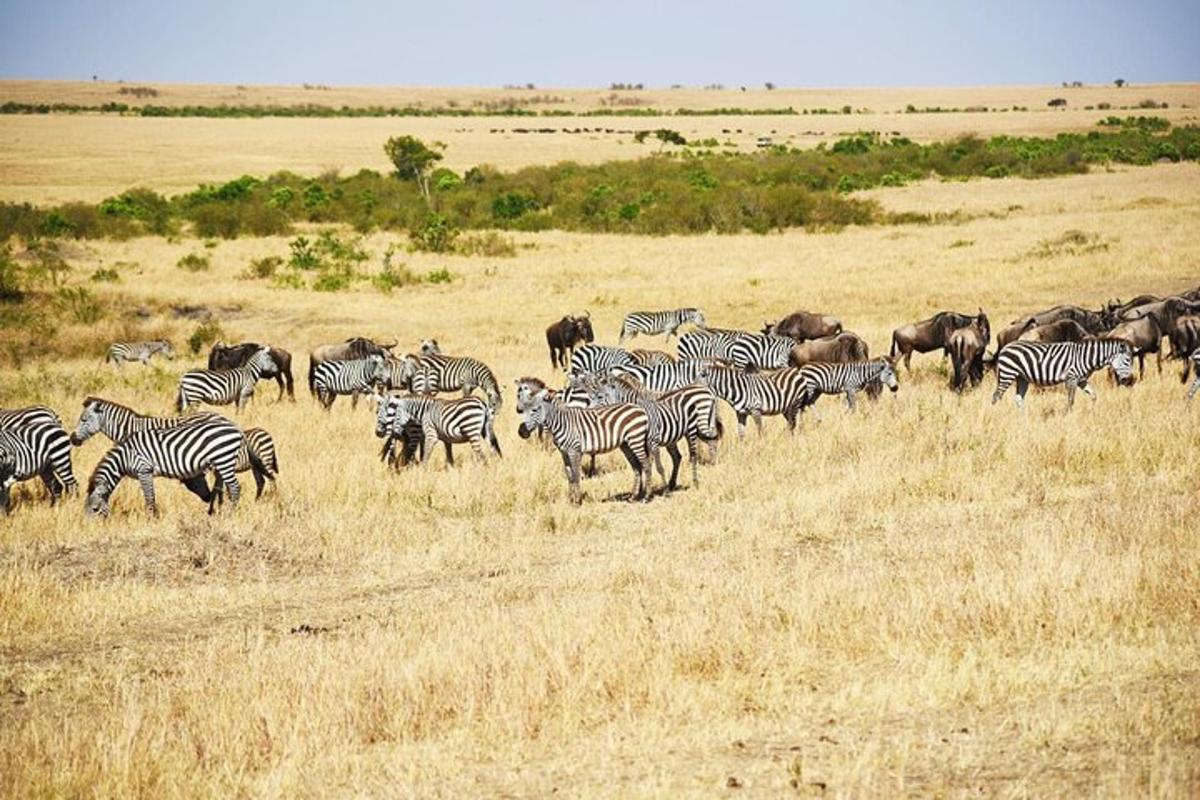 una mandria di zebre e altri animali in un campo