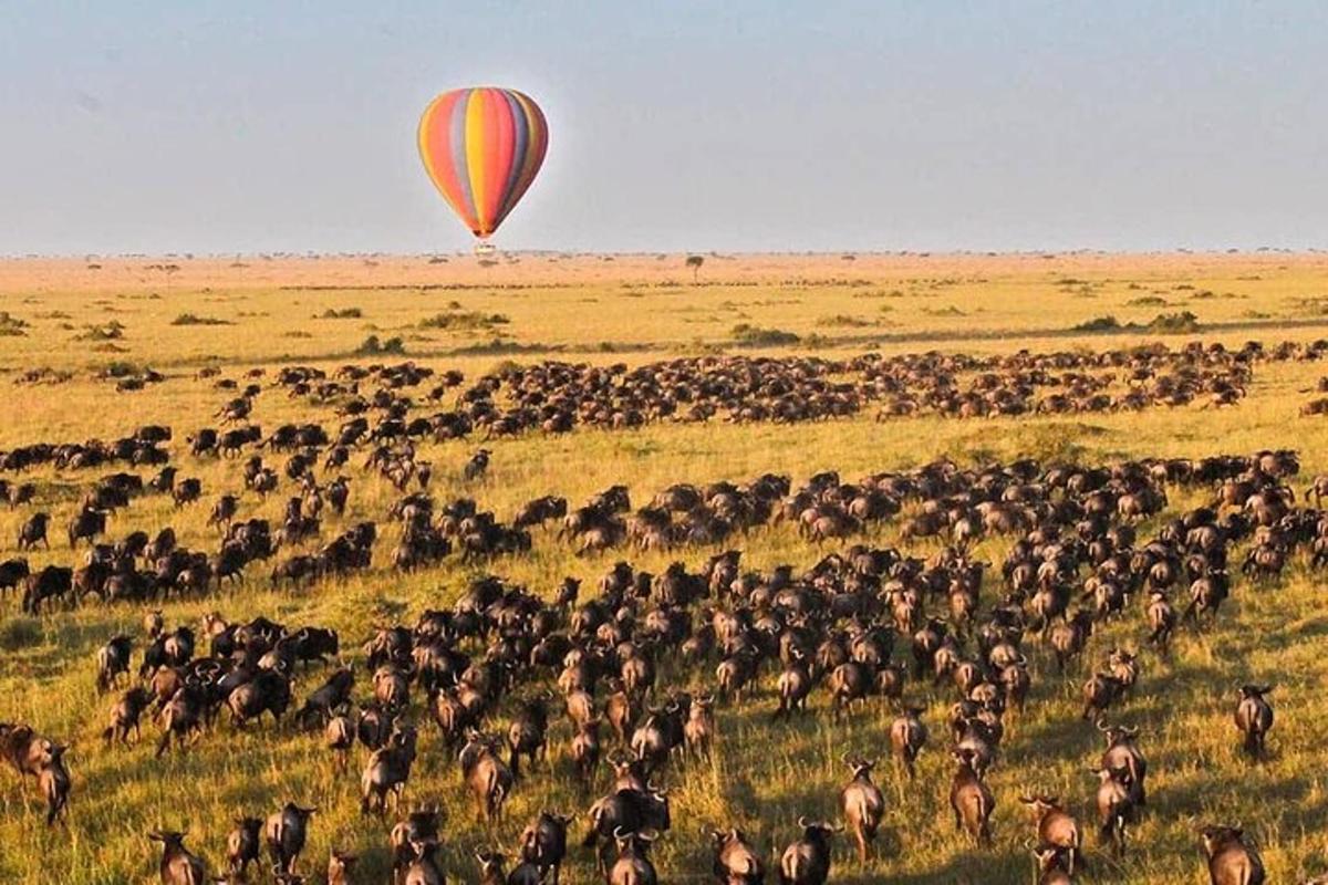 sekumpulan besar haiwan di padang dengan belon udara panas