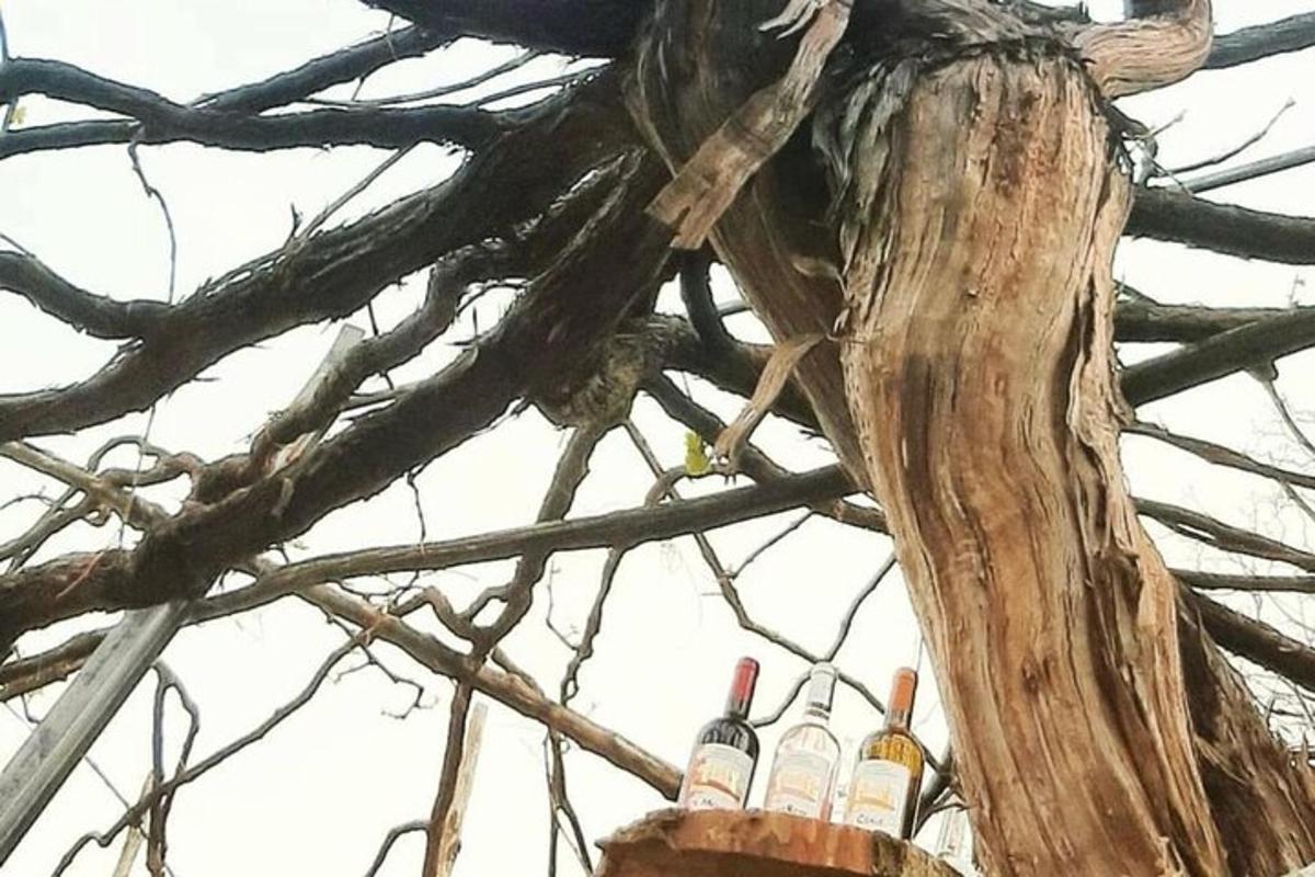 eine Gruppe von Weinflaschen, die in einem Baum sitzen