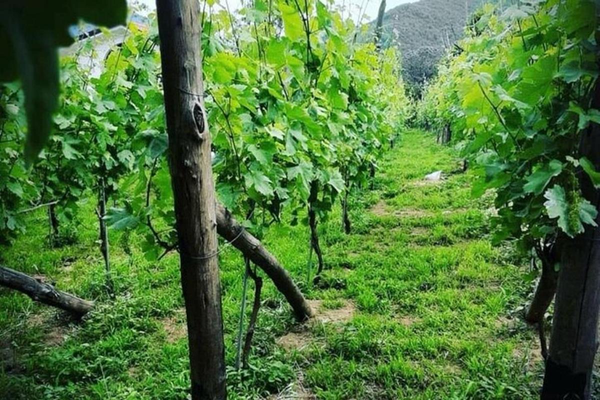 ein Weg durch einen Weinberg auf einem Feld