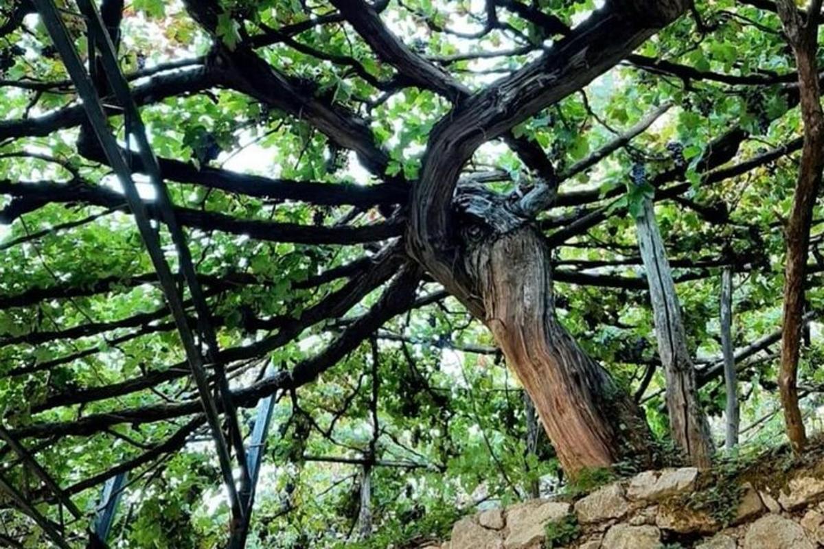 ein Baum mit vielen Ästen auf einem Hügel