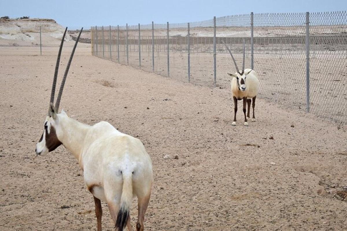 two goats standing next to a fence