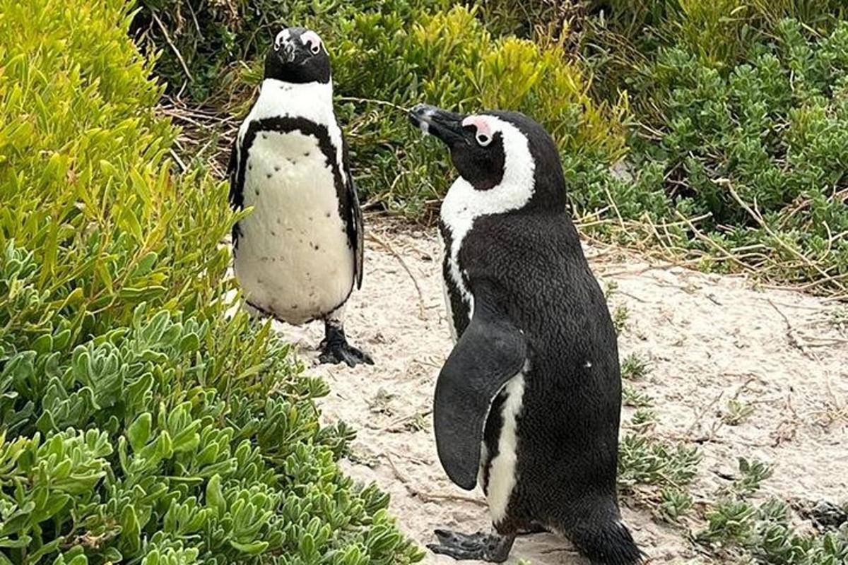 kaks pingviini seisavad liival taimede lähedal