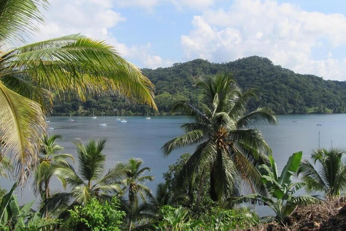 pemandangan perairan dengan pohon palem