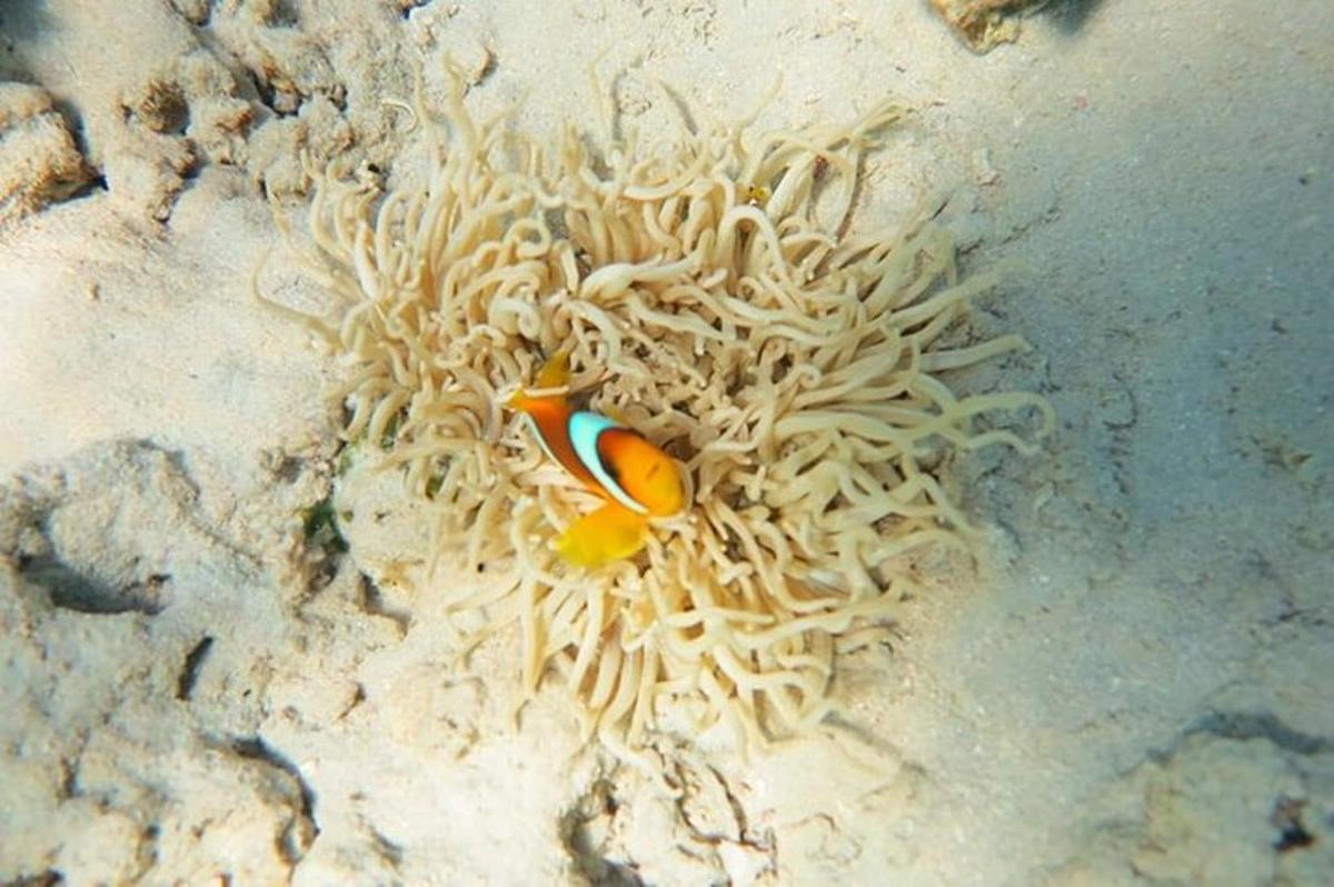 ein Clownfisch, der auf einer Koralle sitzt