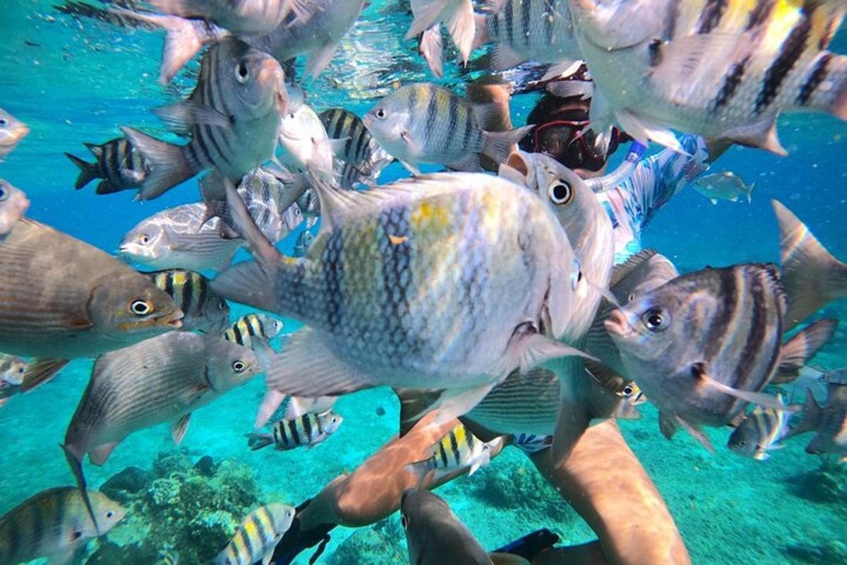 un grup mare de pești care înoată în ocean
