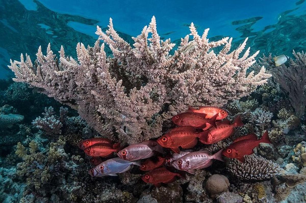 ein Korallenriff mit roten Fischen darauf