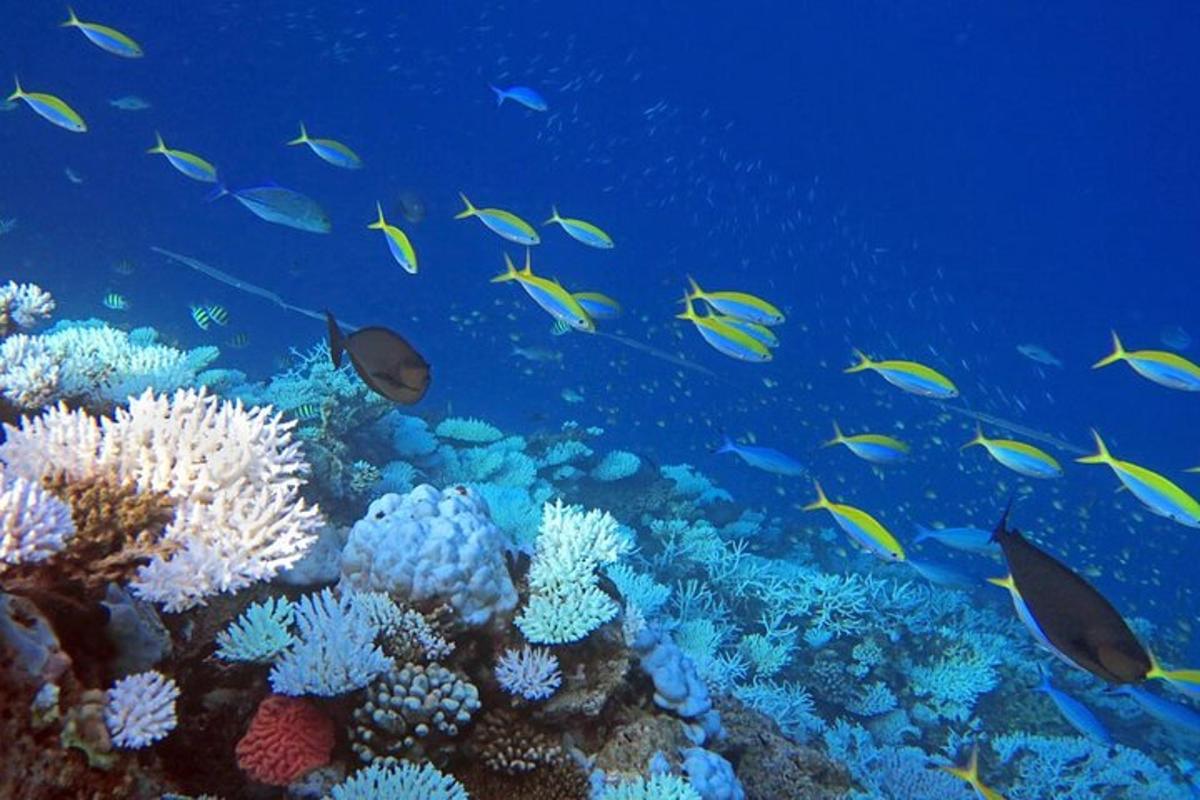 eine Gruppe von Fischen auf einem Korallenriff
