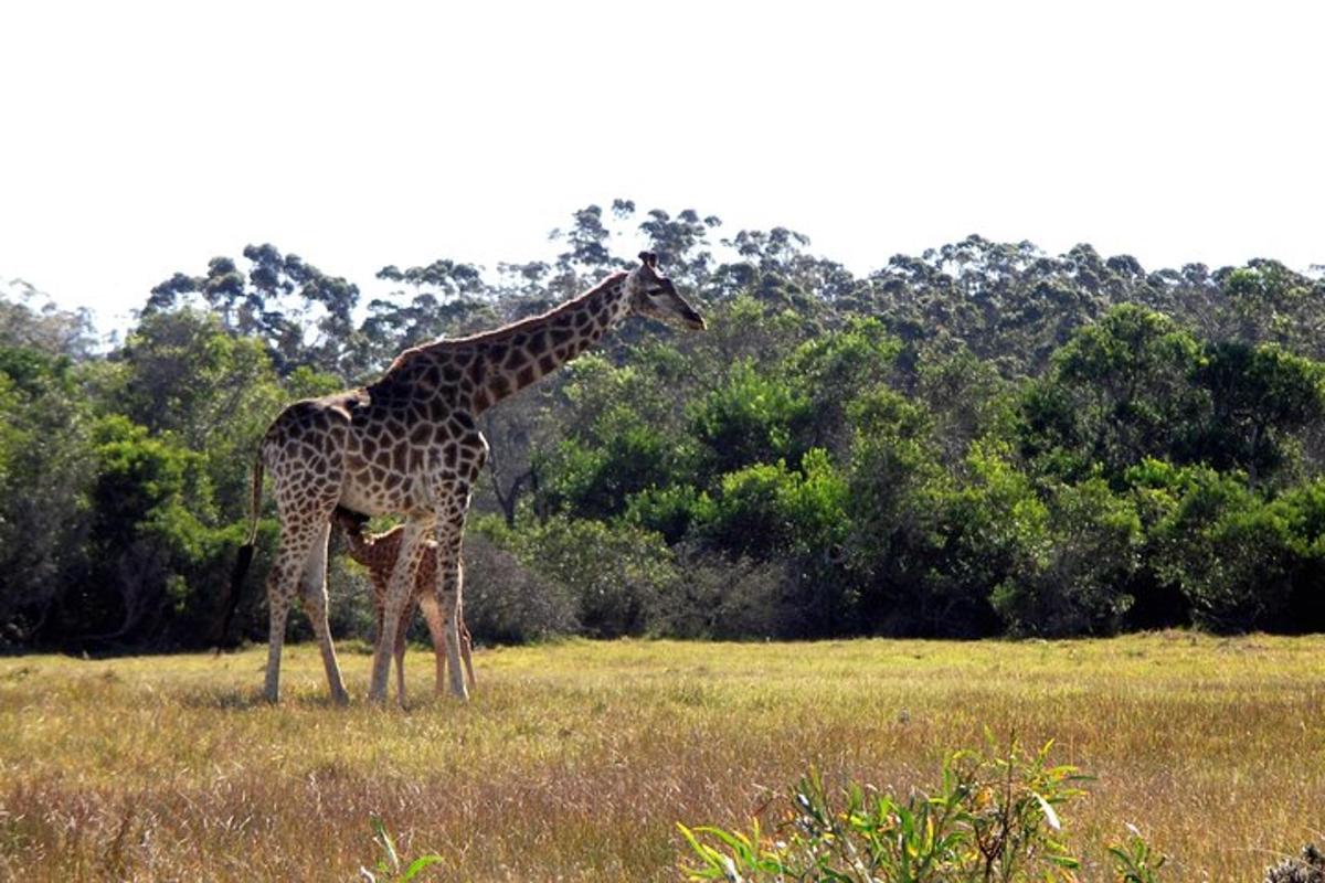 Photo de l’attraction numéro 7.