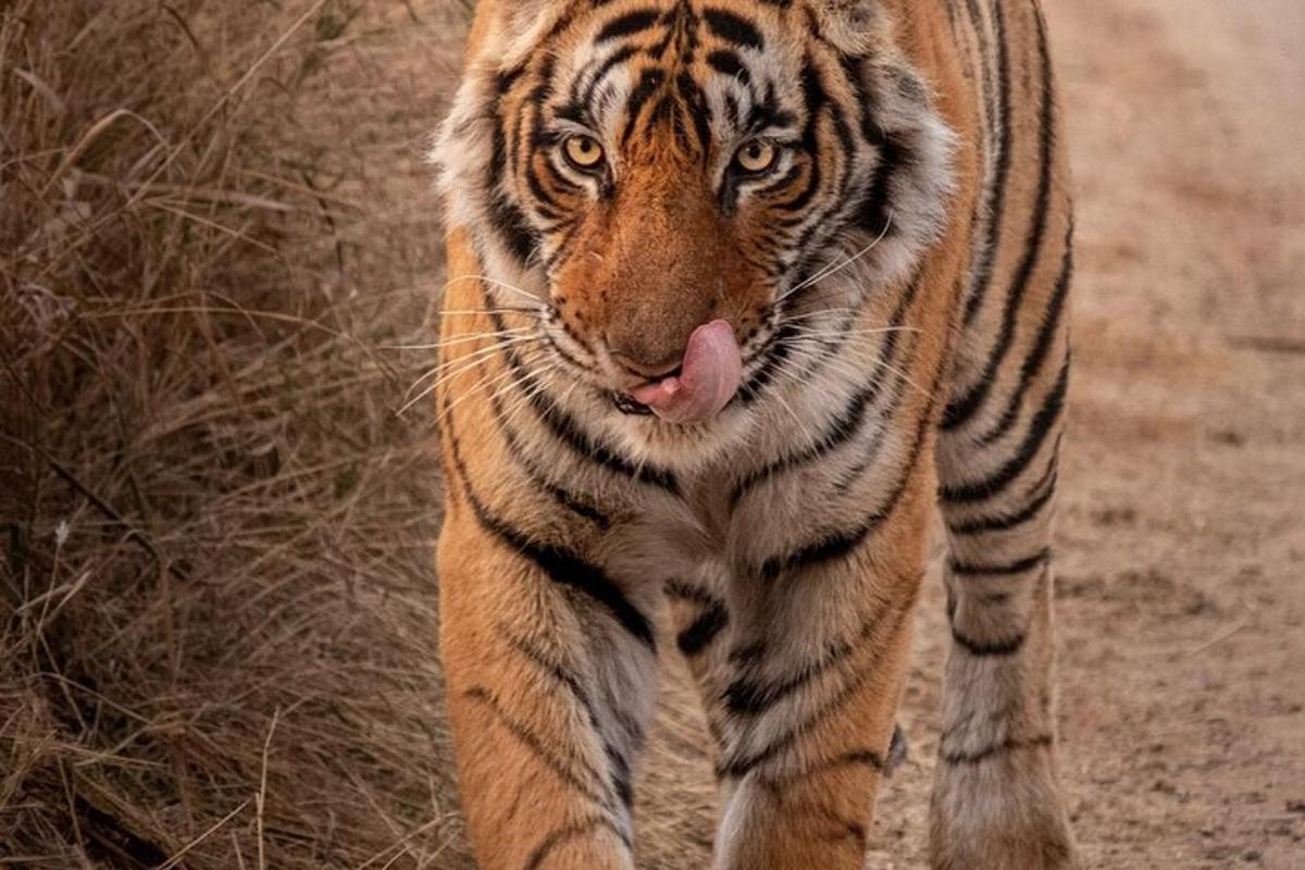 a tiger walking down a dirt road with its tongue