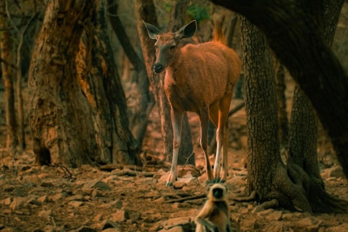 a dog looking at a deer in a forest
