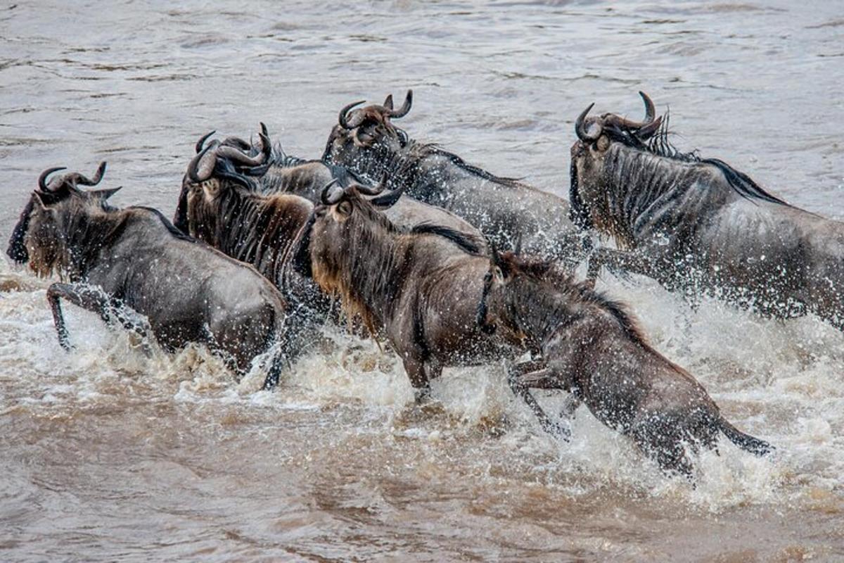 крдо животиња које трчи кроз воду