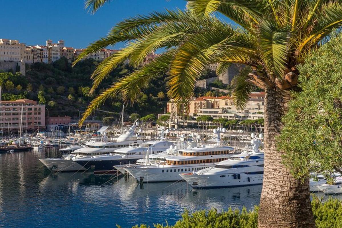 un grup de vaixells atracats en un port amb una palmera