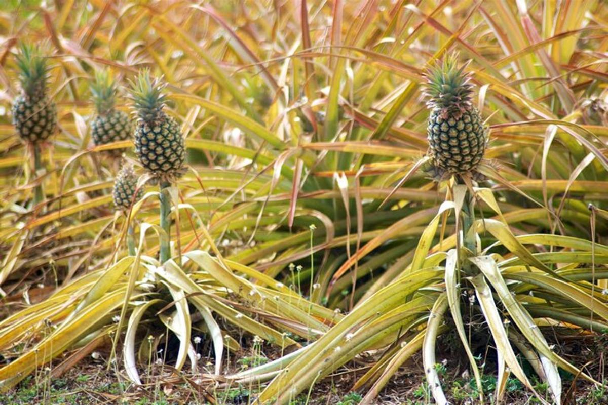 a group of pineapple plants in the grass