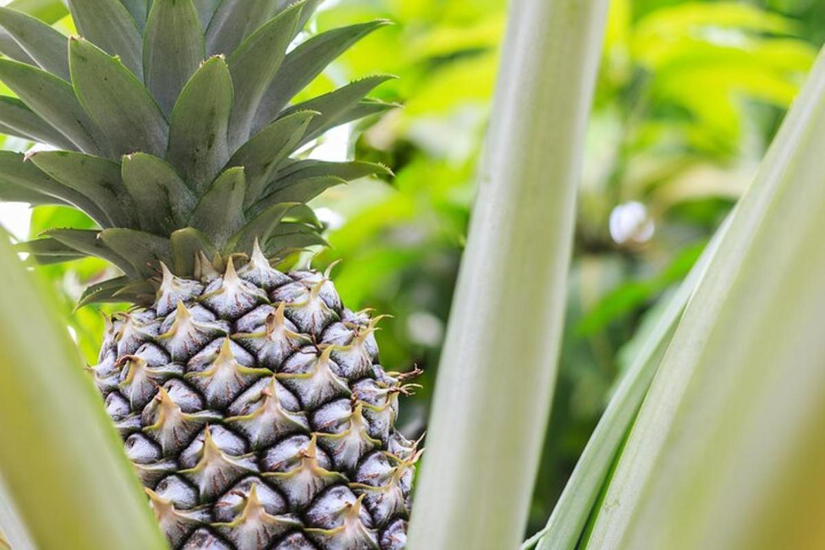 a pineapple is growing on a pineapple plant