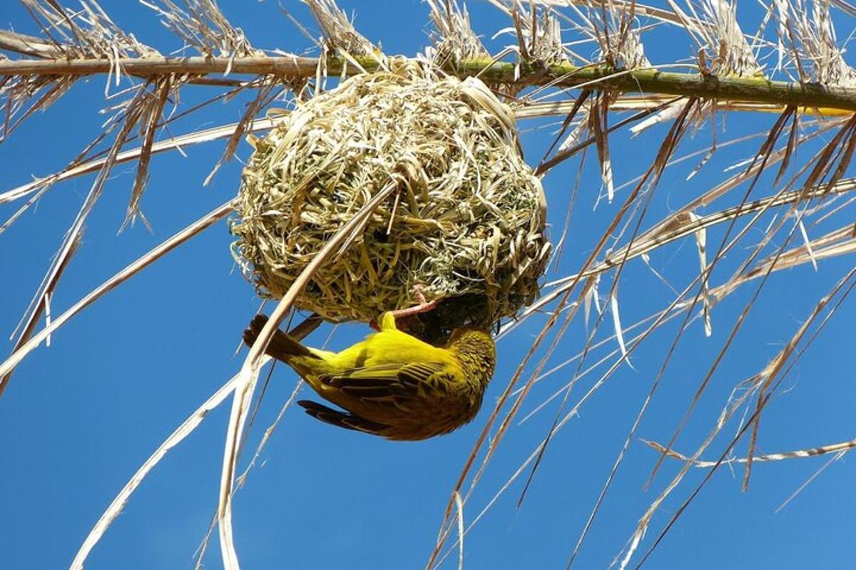 un uccello giallo è seduto in un nido