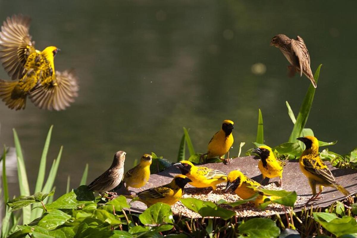un gruppo di uccelli seduti sopra una vasca per uccelli