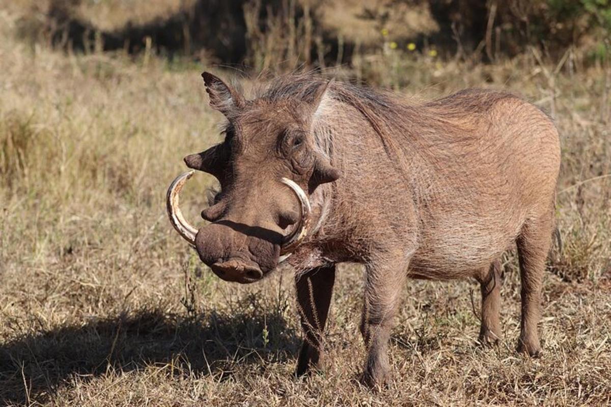 un animale con lunghe corna in piedi in un campo