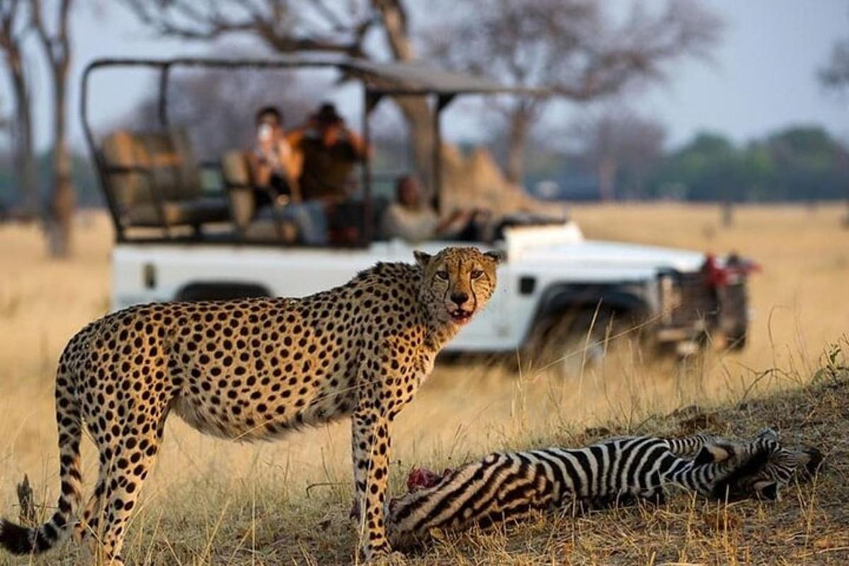 gepard a zebra před vozidlem