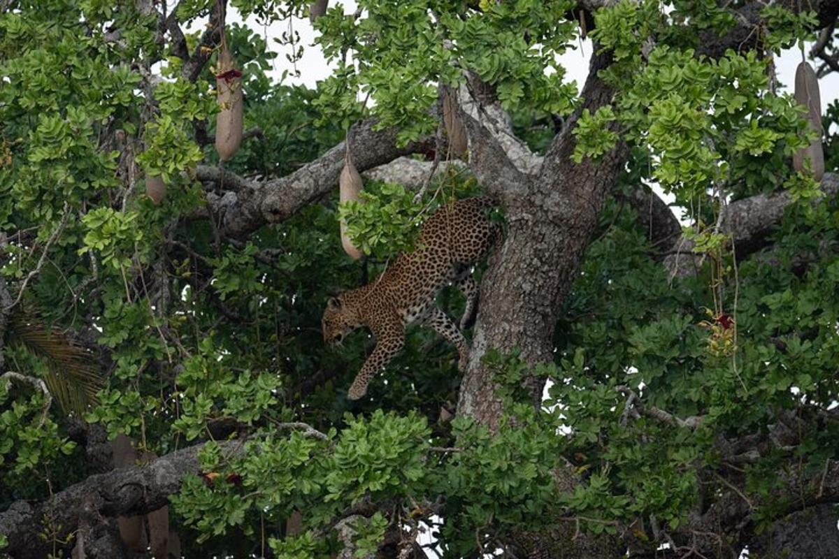 una statua di un leopardo su un albero