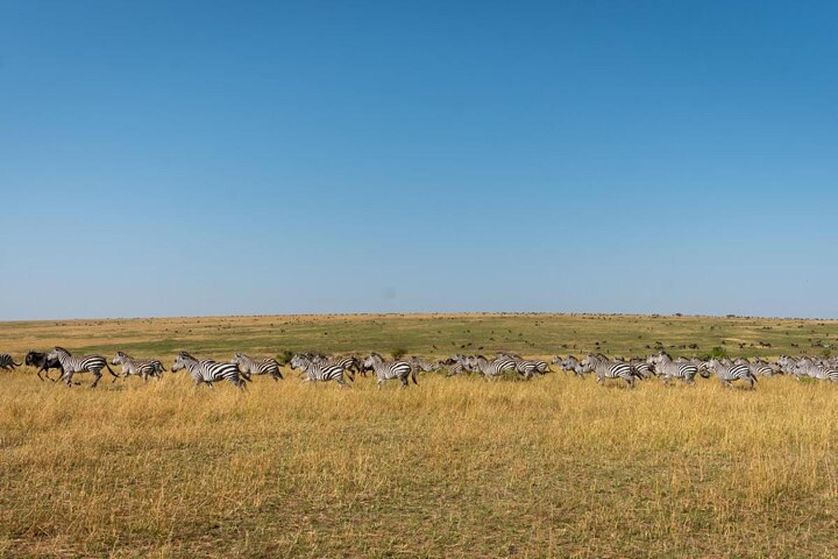 uma manada de zebras correndo por um campo