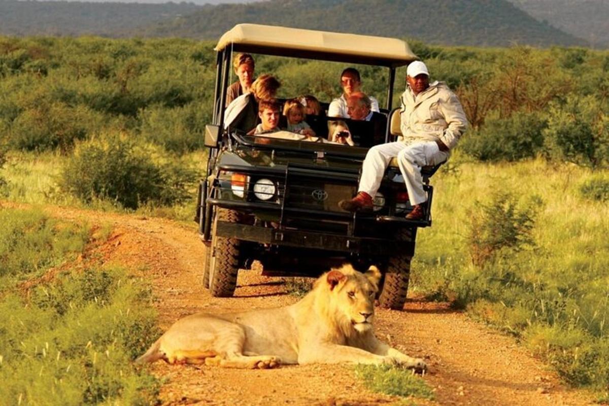 um grupo de pessoas na parte de trás de um veículo com um leão em uma estrada