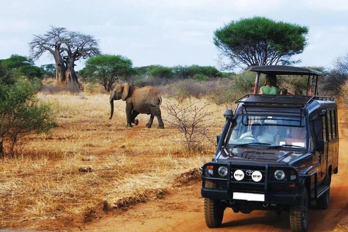 un jeep cu oameni în el trecând pe lângă un elefant