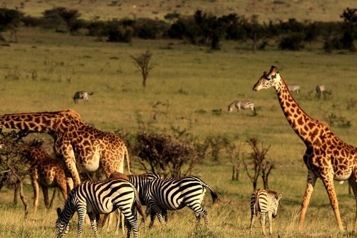 un grup de girafes i zebres en un camp